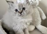 Orchid - Persian Cat For Sale - CT&comma; US