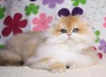 Ramos - British Shorthair Cat For Sale - Miami&comma; FL&comma; US