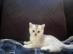 Silver - Scottish Straight Cat For Sale - Roseville&comma; CA&comma; US