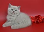 Venera - British Shorthair Cat For Sale - Hollywood&comma; FL&comma; US