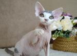 Kasper - Devon Rex Cat For Sale - Norwalk&comma; CT&comma; US