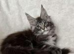 Zander - Maine Coon Cat For Sale - Miami&comma; FL&comma; US