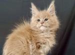 Aperol - Maine Coon Cat For Sale - Miami&comma; FL&comma; US