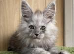 Jasmin - Maine Coon Cat For Sale - Miami&comma; FL&comma; US