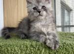 Jaguarundi - Maine Coon Cat For Sale - Miami&comma; FL&comma; US