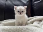 Snowflake - Scottish Straight Cat For Sale - Roseville&comma; CA&comma; US