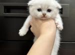 Olly - Scottish Fold Cat For Sale - Richmond&comma; TX&comma; US
