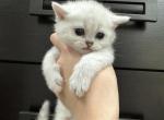 Scotty - Scottish Straight Cat For Sale - Richmond&comma; TX&comma; US
