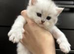 Skye - Scottish Straight Cat For Sale - Richmond&comma; TX&comma; US
