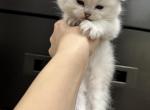Mochi - Scottish Fold Cat For Sale - Richmond&comma; TX&comma; US