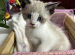 Tortoiseshell Siamese - Siamese Cat For Sale - Rockford&comma; IL&comma; US