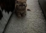 Orange Exotic - Exotic Cat For Sale - Plymouth&comma; MN&comma; US