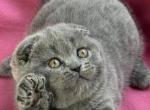 Tinky - Scottish Fold Cat For Sale - Hollywood&comma; FL&comma; US