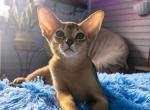 Natalia - Abyssinian Cat For Sale - Pembroke Pines&comma; FL&comma; US