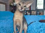 Nikon - Abyssinian Cat For Sale - Pembroke Pines&comma; FL&comma; US