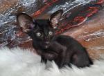 Stivi - Oriental Cat For Sale - Pembroke Pines&comma; FL&comma; US