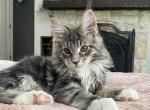 Danko - Maine Coon Cat For Sale - Grayslake&comma; IL&comma; US