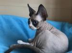 Iton - Devon Rex Cat For Sale - Hollywood&comma; FL&comma; US