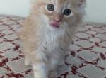 Mason - Maine Coon Cat For Sale - Staten Island&comma; NY&comma; US