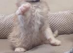 Mars - Maine Coon Cat For Sale - Staten Island&comma; NY&comma; US