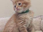 Merlin - Maine Coon Cat For Sale - Staten Island&comma; NY&comma; US