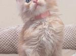 Michelle - Maine Coon Cat For Sale - Staten Island&comma; NY&comma; US