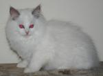 Finley - Ragdoll Cat For Sale - Shippensburg&comma; PA&comma; US