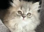 Lily - Ragdoll Cat For Sale - Hamtramck&comma; MI&comma; US