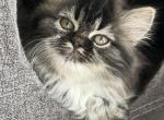 Whisper - Ragdoll Cat For Sale - Hamtramck&comma; MI&comma; US