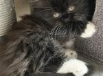 Whiskers - Ragdoll Cat For Sale - Hamtramck&comma; MI&comma; US