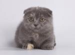 Augita - Munchkin Cat For Sale - Pembroke Pines&comma; FL&comma; US