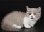 Xsann - Munchkin Cat For Sale - Pembroke Pines&comma; FL&comma; US