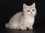 Harvest - Munchkin Cat For Sale - Pembroke Pines&comma; FL&comma; US