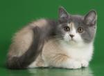 Bulla - Scottish Straight Cat For Sale - Hollywood&comma; FL&comma; US