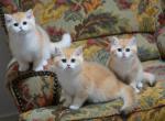 Shantaren Shakh kittens ny12 - British Shorthair Cat For Sale - CA&comma; US