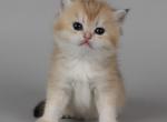 Scottish P2 - Scottish Straight Cat For Sale - New York&comma; NY&comma; US