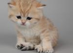 Scottish P4 - Scottish Straight Cat For Sale - New York&comma; NY&comma; US