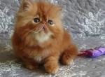 Lovery - Persian Cat For Sale - Hollywood&comma; FL&comma; US