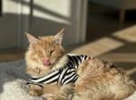 Harvey - Maine Coon Cat For Sale - Alpharetta&comma; GA&comma; US