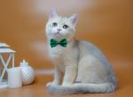 Hameleon - British Shorthair Cat For Sale - Grayslake&comma; IL&comma; US
