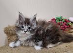 Hollywood - Maine Coon Cat For Sale - Hollywood&comma; FL&comma; US