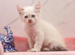 Opal of RomanovCats - Siberian Cat For Sale - Ashburn&comma; VA&comma; US