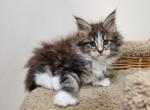Hennessey Polydactyl - Maine Coon Cat For Sale - Hollywood&comma; FL&comma; US