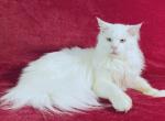 Ralph - Maine Coon Cat For Sale - Brooklyn&comma; NY&comma; US