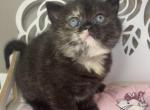 ESPRESSO - Scottish Straight Cat For Sale - Sunnyvale&comma; CA&comma; US