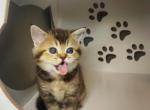 TRUFFLE - Scottish Straight Cat For Sale - Sunnyvale&comma; CA&comma; US