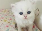 PEARL longhair blue eyes - Scottish Straight Cat For Sale - Sunnyvale&comma; CA&comma; US