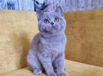 Beatrice - British Shorthair Cat For Sale - Hollywood&comma; FL&comma; US