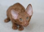 Fox - Oriental Cat For Sale - Pembroke Pines&comma; FL&comma; US