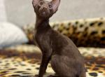 Amur - Oriental Cat For Sale - Pembroke Pines&comma; FL&comma; US